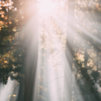 Bright beams of light from the sun coming through the trees