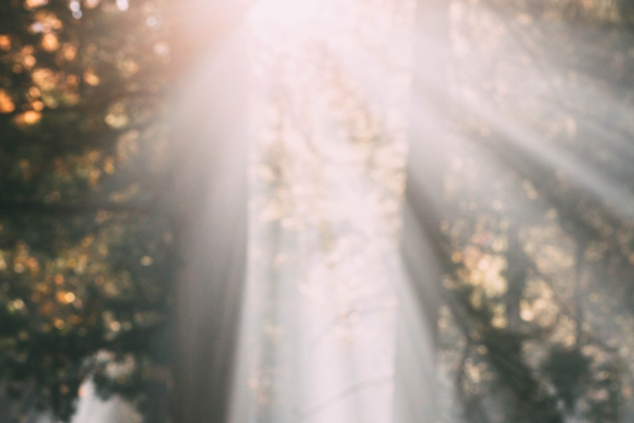 Bright beams of light from the sun coming through the trees