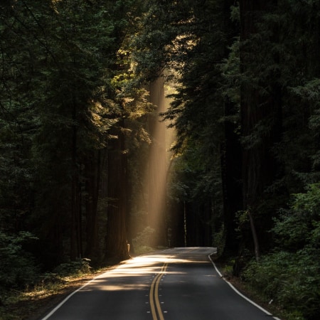 A single solid beam of light coming through the thick trees and lighting one of the lanes of the two way road