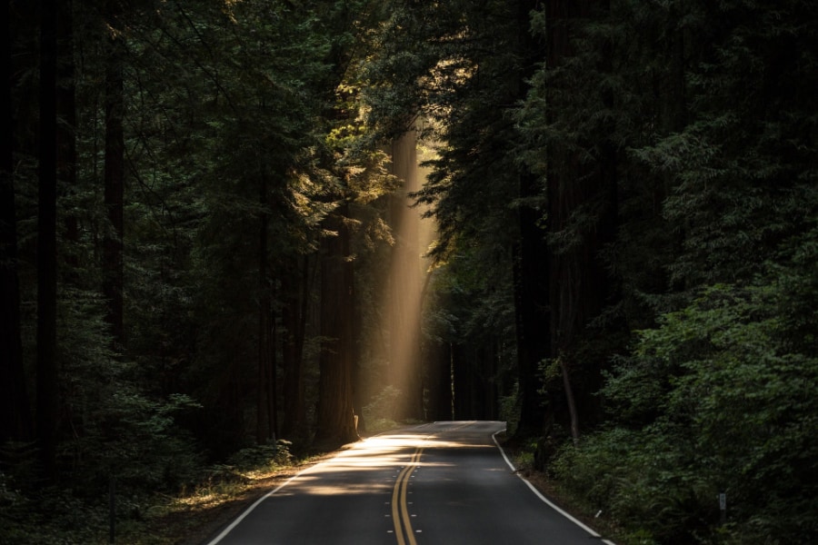 A single solid beam of light coming through the thick trees and lighting one of the lanes of the two way road